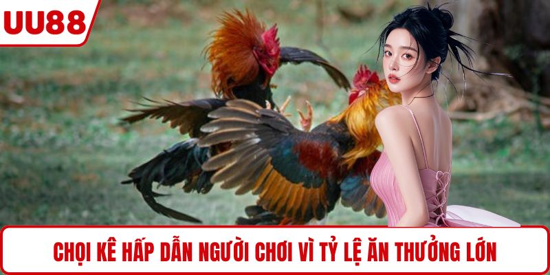 Chọi kê hấp dẫn người chơi vì tỷ lệ ăn thưởng lớn