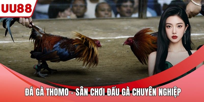 Đá Gà Thomo – Sân Chơi Người Yêu Đấu Gà Chuyên Nghiệp