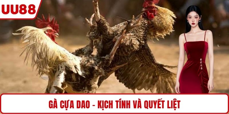 Gà cựa dao - Kịch tính và quyết liệt trong từng pha