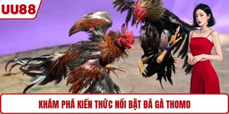 Khám phá kiến thức nổi bật đá gà Thomo