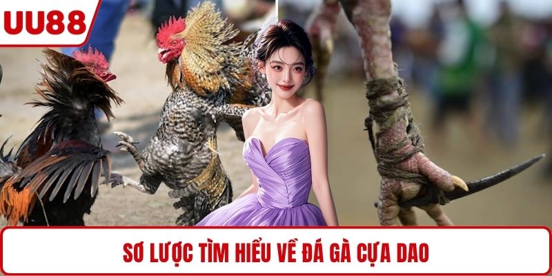 Sơ lược tìm hiểu về đá gà cựa dao