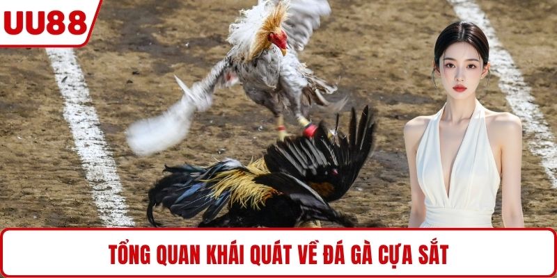Tổng quan khái quát về đá gà cựa sắt